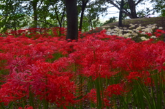 ヒガンバナ～群馬県内開花情報その2～