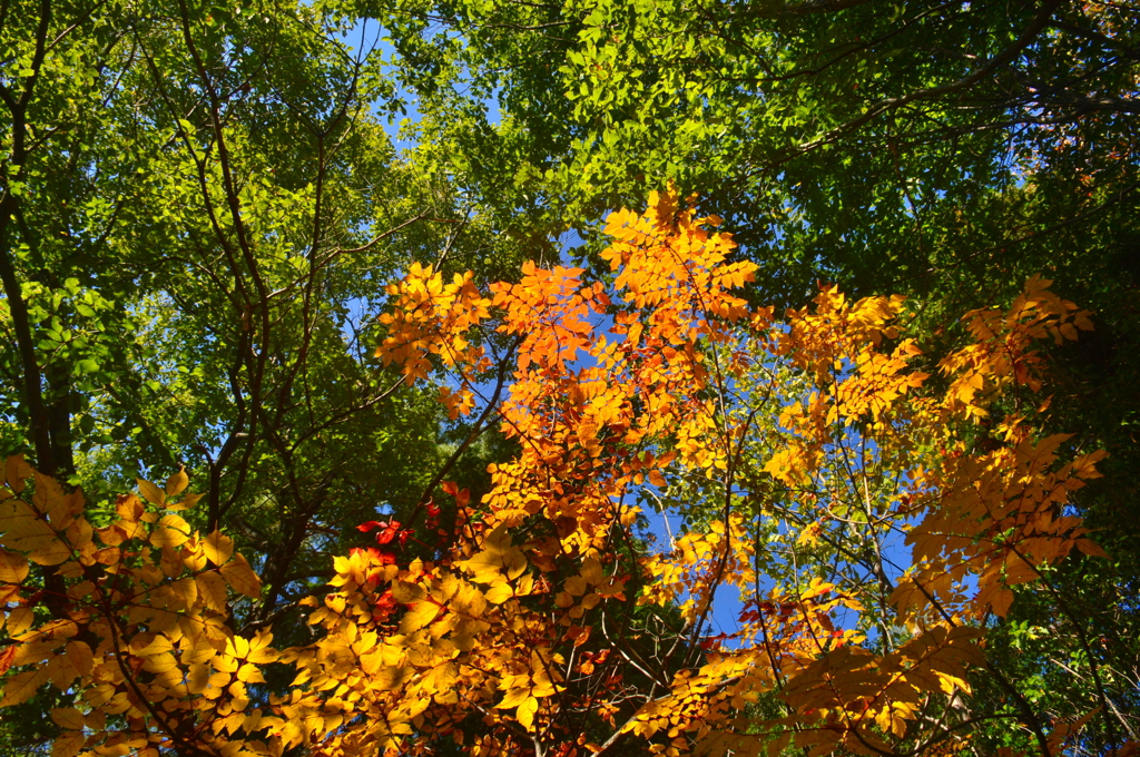 colorful autumn leaves