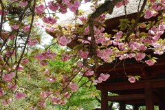 山門と八重桜