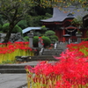 ヒガンバナ～栃木県内開花情報その1～