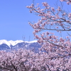 2013年桜便り2～長野県伊那市高遠～