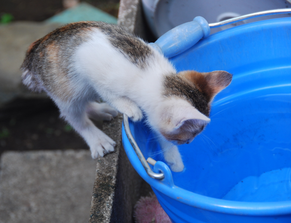 湯加減どうかにゃ？