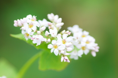 そばの花