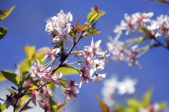 「山形おばこ」啓翁桜