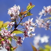 「山形おばこ」啓翁桜