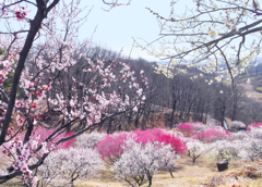 甲斐市　梅の里