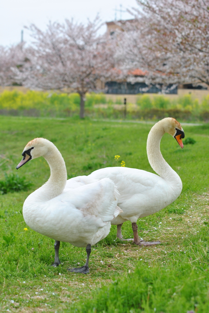 帰らなくて良いのかい？