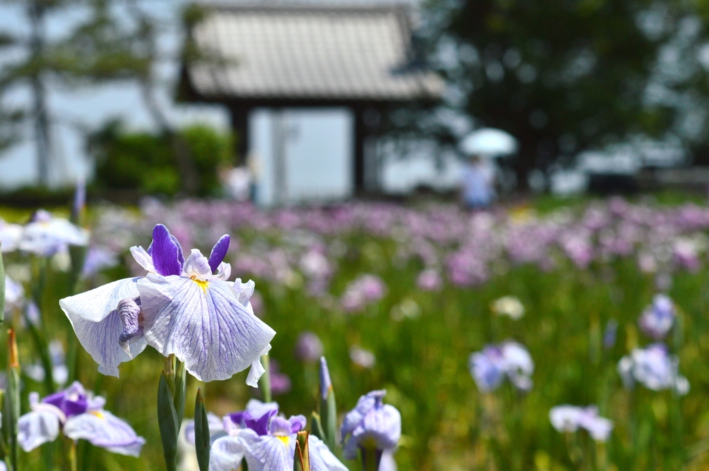 彩の国花便り～花しょうぶ～