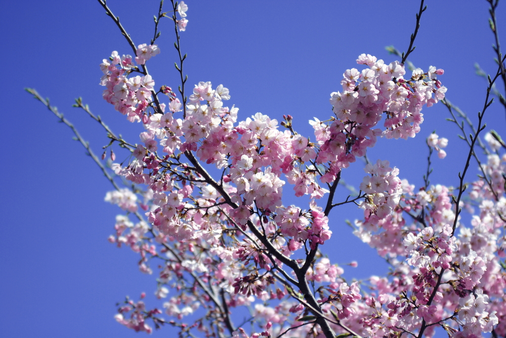 東京　桜_1