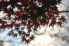 飛鳥山公園にて