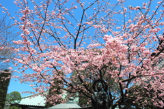 安行桜