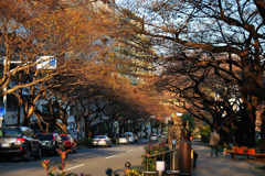 東京の紅葉めぐり7　桜紅葉