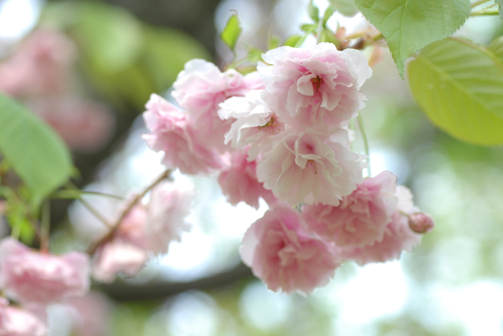 八重桜
