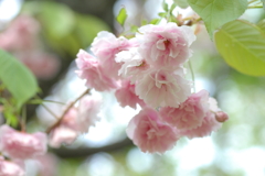 八重桜