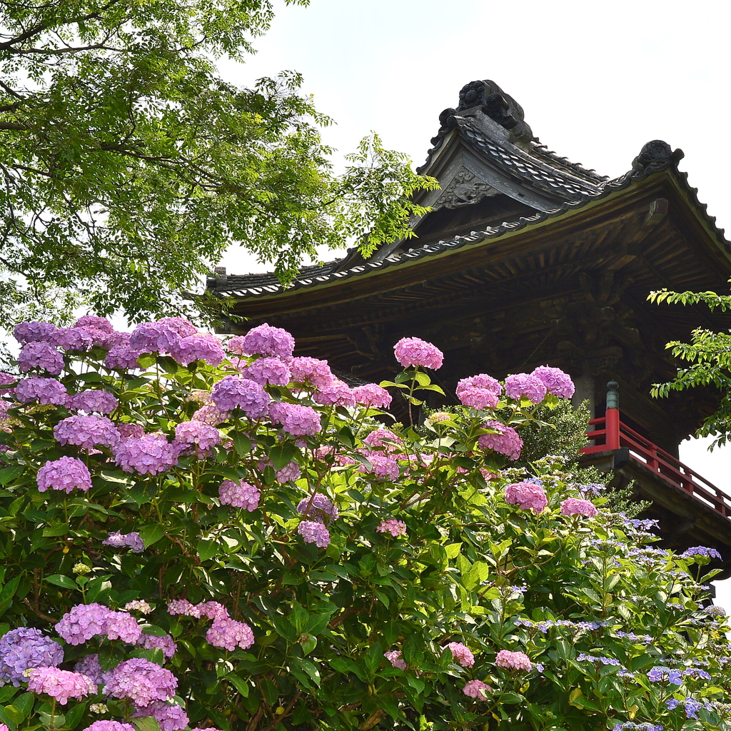 あじさい寺