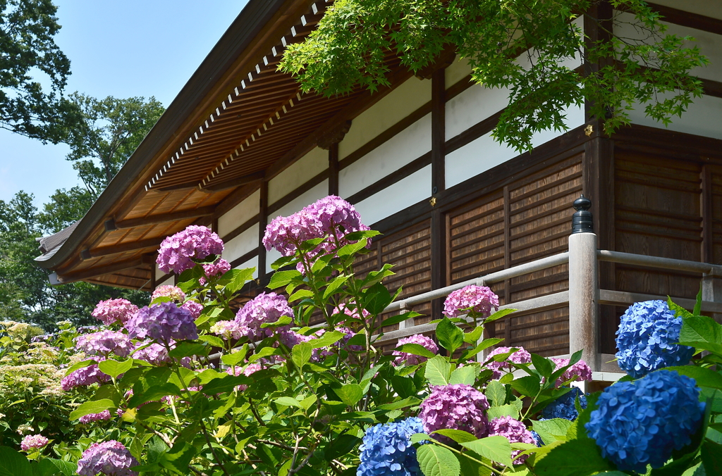 能護寺～あじさい寺～
