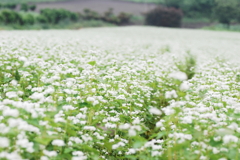 赤城山麓　そば畑