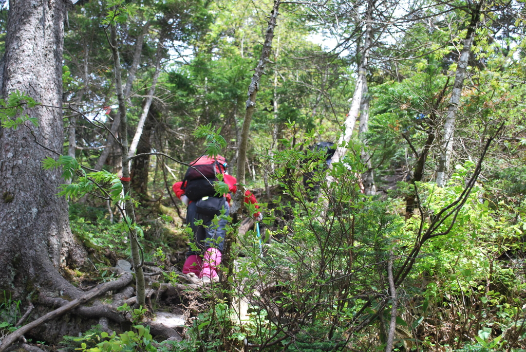 四阿山登山道樹林帯より
