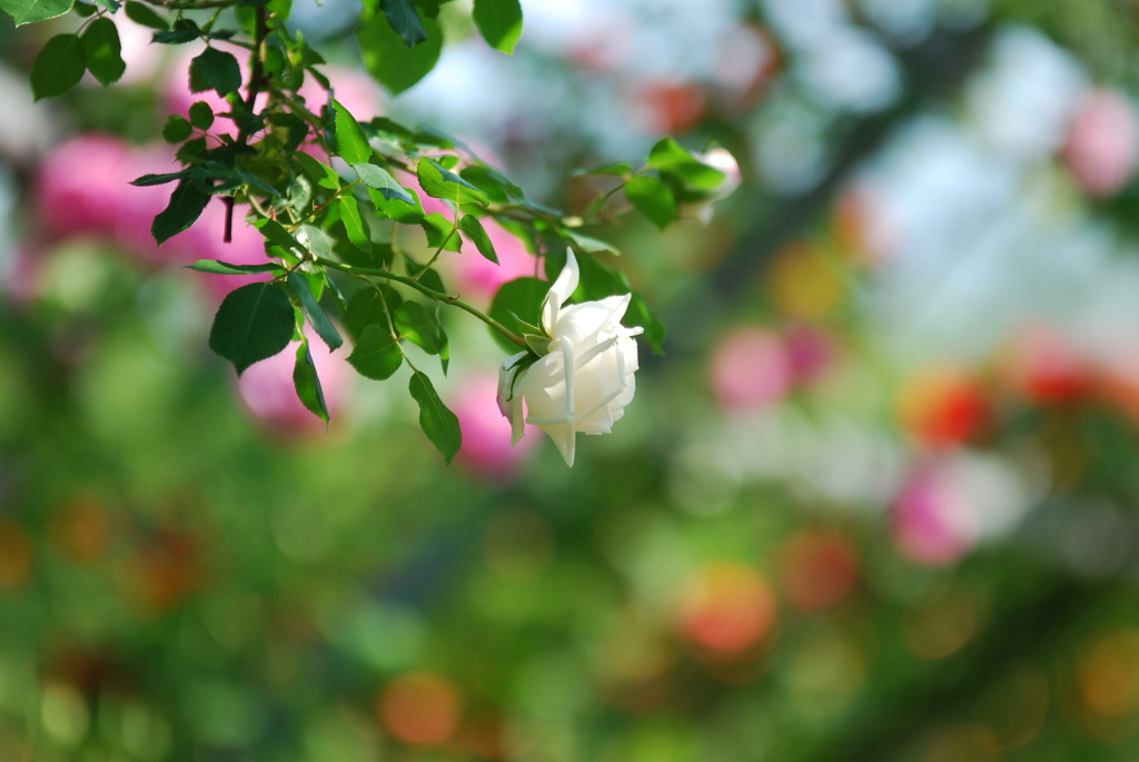 川島町　薔薇の小径Ⅲ
