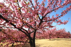 伊勢崎市　河津桜の丘