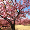 伊勢崎市　河津桜の丘