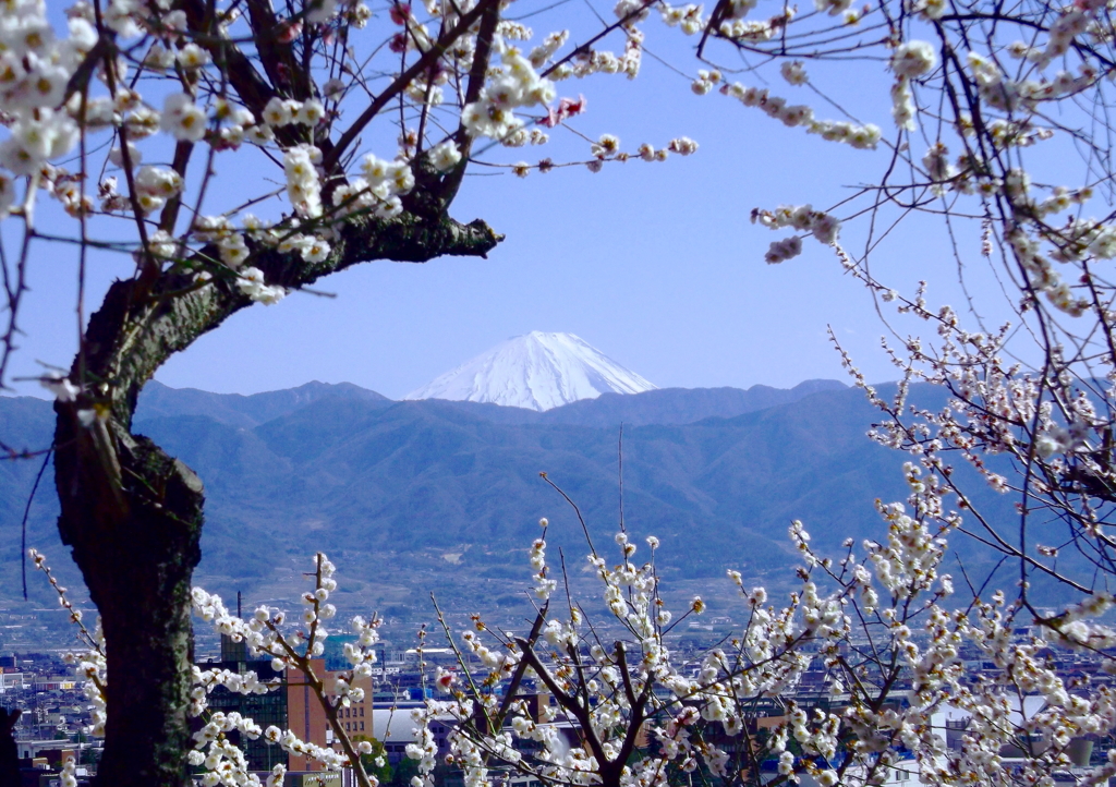 富士山と梅