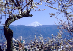 富士山と梅