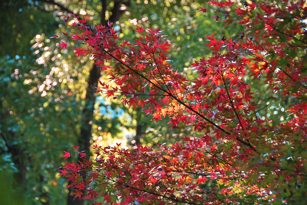 東京の紅葉6　カエデとモミジの違いは？