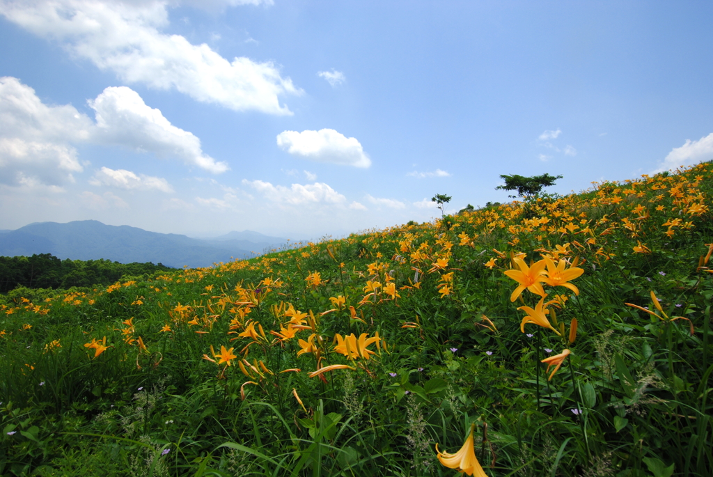 峠の夏