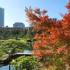 東京の紅葉めぐり1