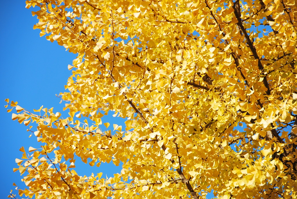 東京の紅葉めぐり5　東京都の木