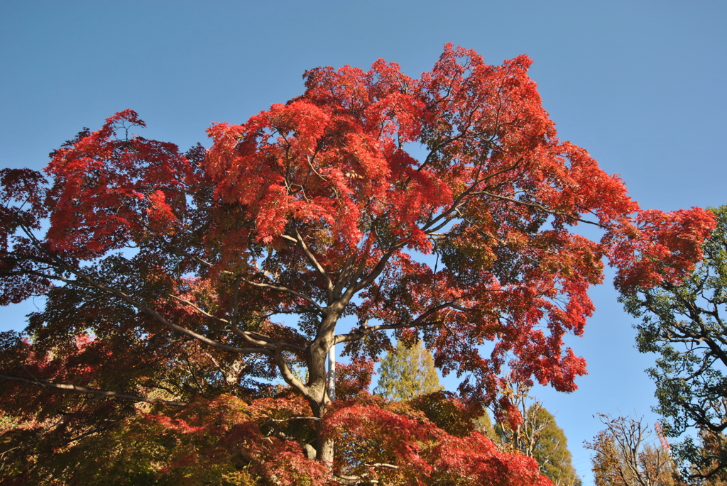 紅葉狩りin川口