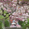 八重桜x桜色自転車