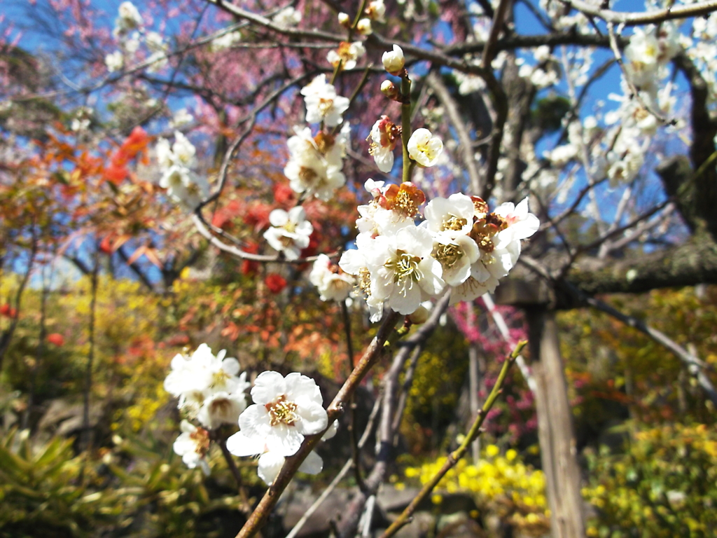 ポカりました