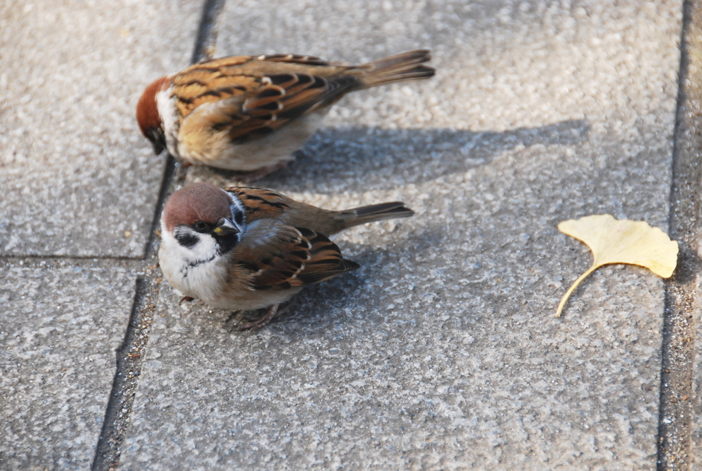 野鳥？