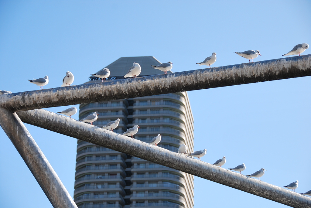 カモメのマンション