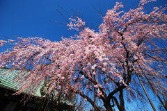 2011　桜コレクション　「千代桜」