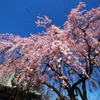 2011　桜コレクション　「千代桜」