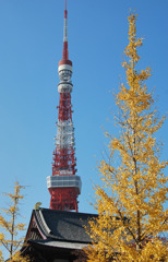 東京の紅葉めぐり4　背比べ