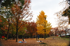 東京紅葉めぐり２　