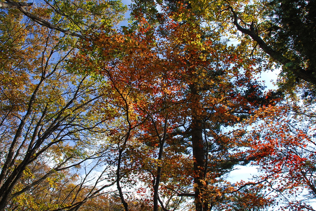 奥多摩の紅葉1