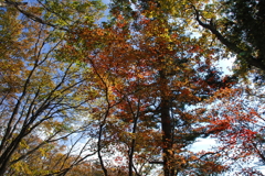 奥多摩の紅葉1