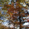 奥多摩の紅葉1