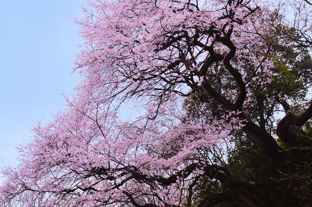 2013年桜便り1～埼玉県北本市エドヒガンザクラ～