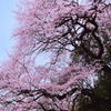 2013年桜便り1～埼玉県北本市エドヒガンザクラ～