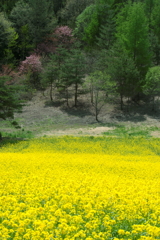 中山高原の春