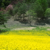 中山高原の春