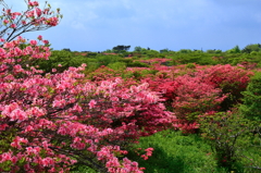 那須高原つつじ賛歌