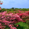 那須高原つつじ賛歌