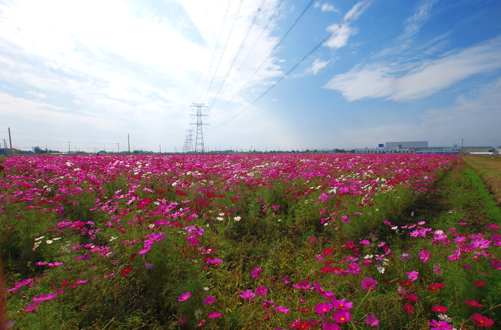 吉見町コスモス畑 By 峠の釜飯 Id 写真共有サイト Photohito